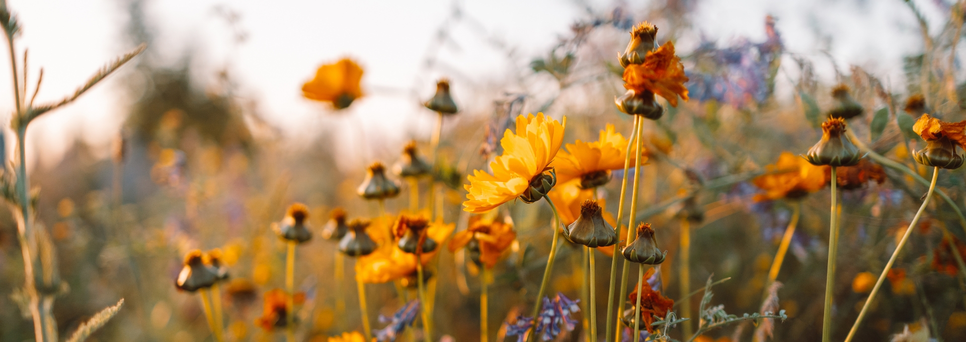 Blumenwiese