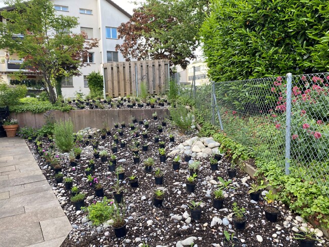 Fortschritt im Privatgarten in Hoengg